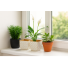 2 pentru 1: Ghiveci decorativ auriu