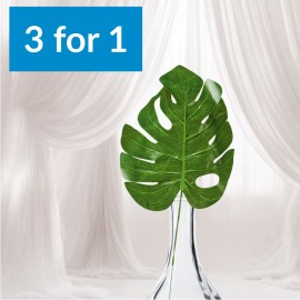 3 pentru 1: Frunză de monstera