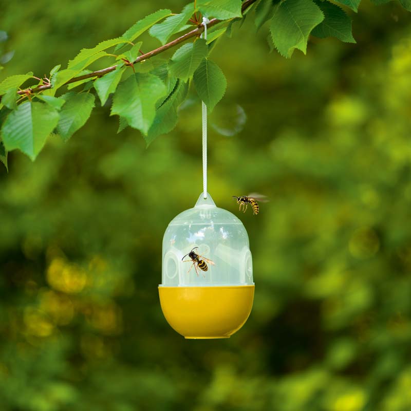 Capcană pentru insecte