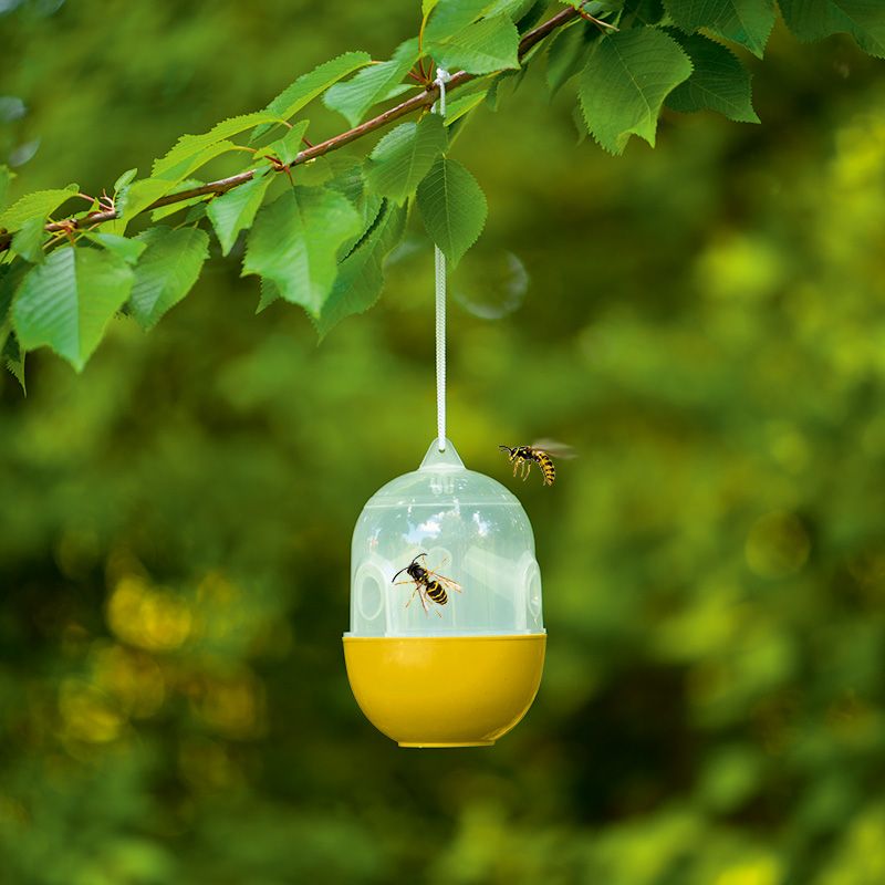 Capcană pentru insecte