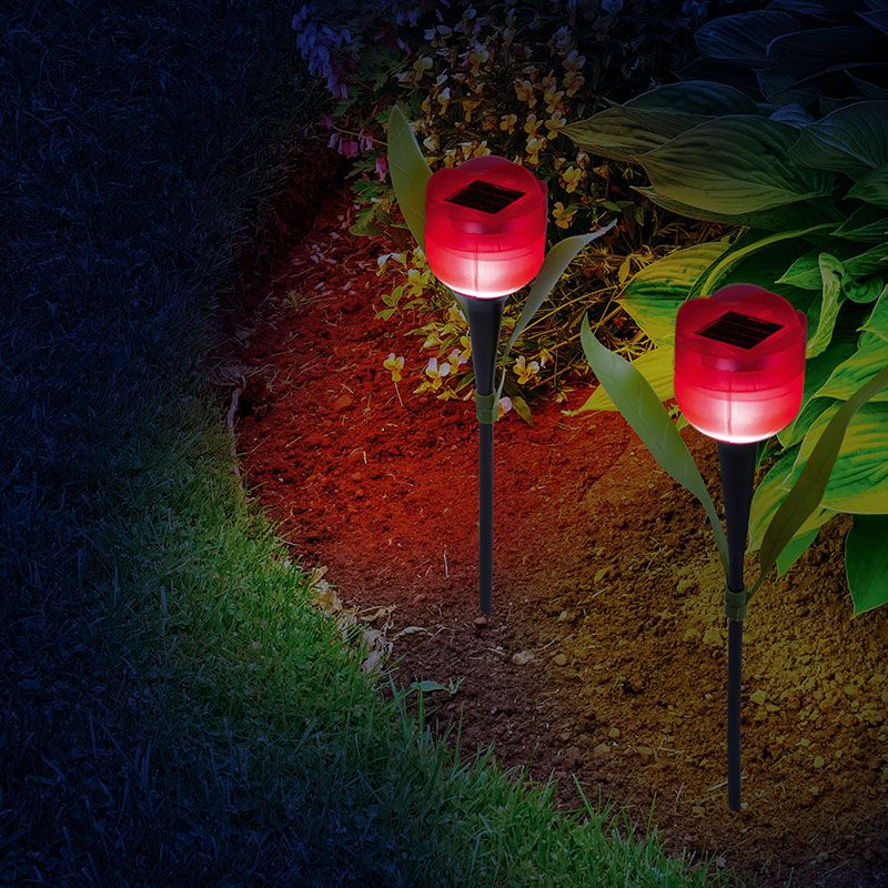 Lalea solară roşie